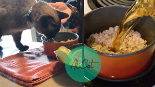 Cat eyes my oatmeal | Breakfast with Bean Dip vlog