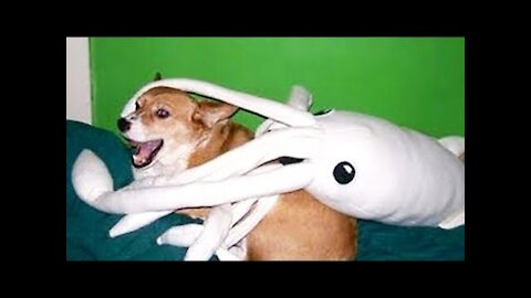 Best Of 2021 - Top Fun Pet Videos - TRY NOT TO LAUGH