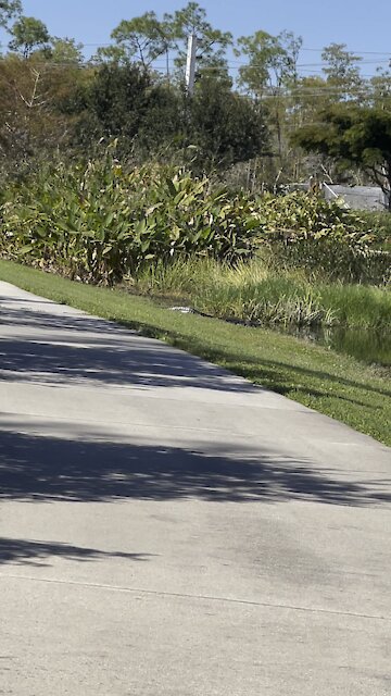 Gators in Paradise Part 1- 11/1/2021- 4K