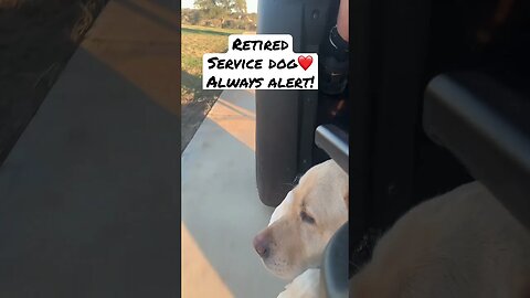 🦮Service Dog Still Loves Riding the Floorboards! Retired But Always Alert! #servicedog #yellowlab