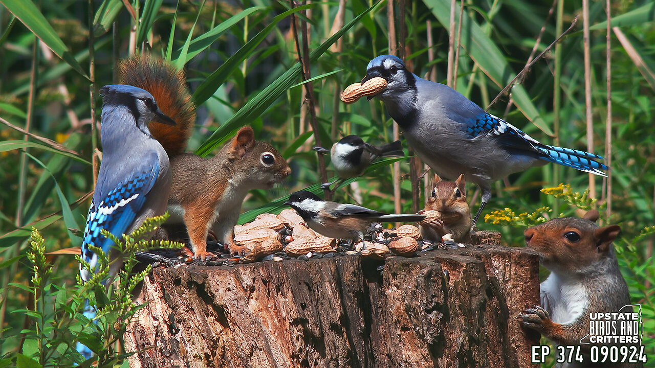 Upstate Birds And Critters: Ep 374 — 090824 Cat TV Dog TV