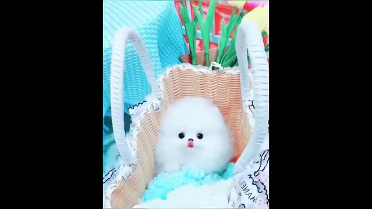 cute video