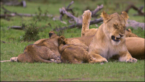 Lion Cubs Feeding From Mother