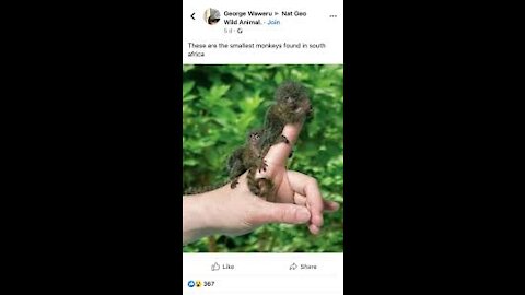 China's Cutess Pygmy Monkeys in the world