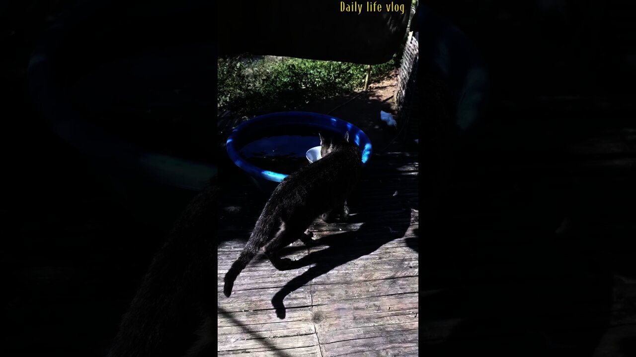 cat looking for water to drink