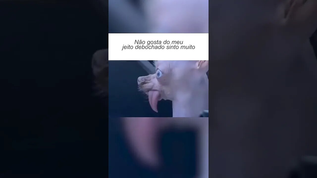 NÃO GOSTA DO MEU JEITO DEBOCHADO SINTO MUITO.