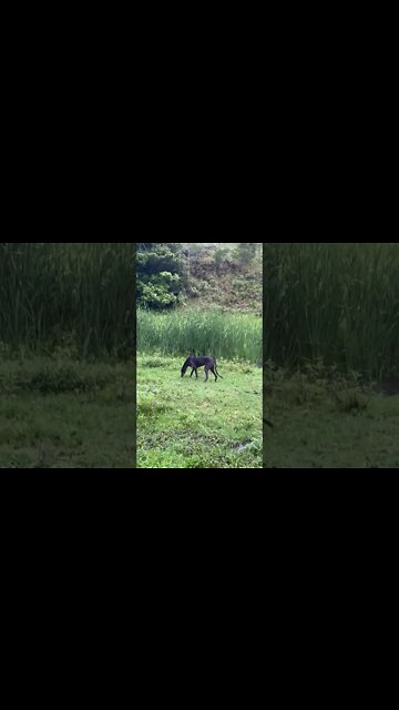 Disabled Greyhound Sniffing in the Paddock
