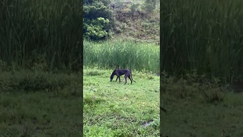 Disabled Greyhound Sniffing in the Paddock