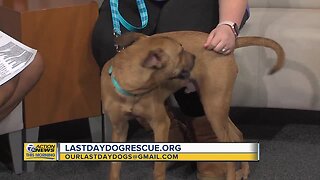 Pet of the Week - Coda