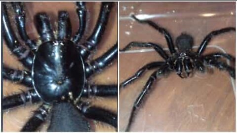 Jovem encontra uma das aranhas mais mortíferas da Austrália