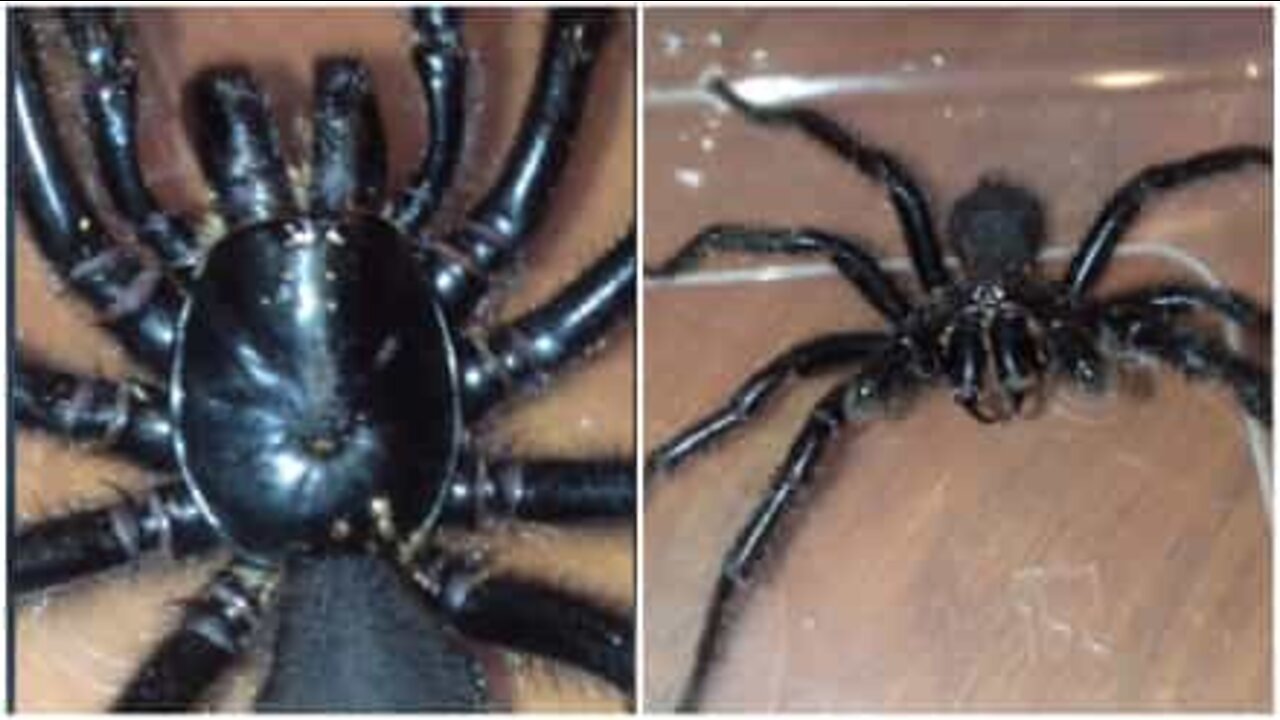 Jovem encontra uma das aranhas mais mortíferas da Austrália