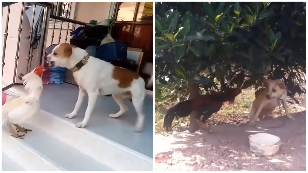 The brave chicken fought with the dog, and the dog finally confessed