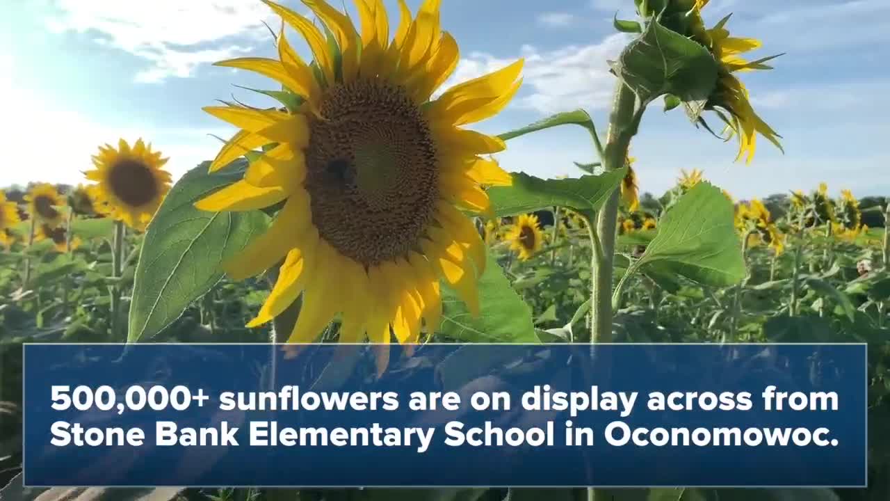 See 500,000 beautiful sunflowers in Oconomowoc before they're gone