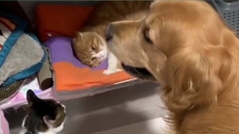 Cat and dog funny video