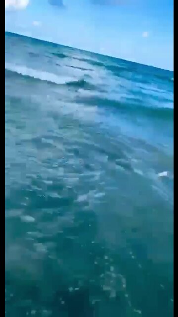 Officer pulls boy from close encounter with a shark