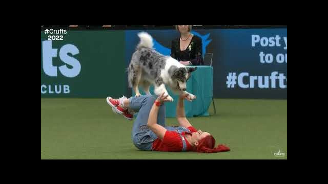 Amazing Dog Performs CPR, Squats and Press Ups in Heelwork To Music Routine