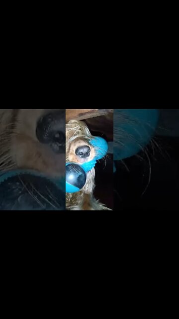 #dogshow, #amimals, #dogs, #shorts