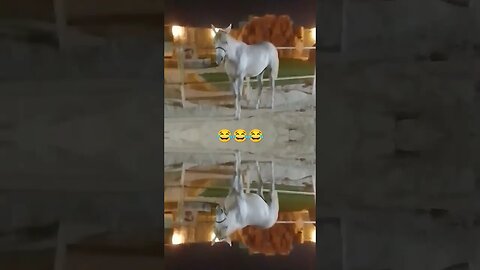 #horse #trending #shortvideo #shorts #shortfeed #shortsfeed #shorts