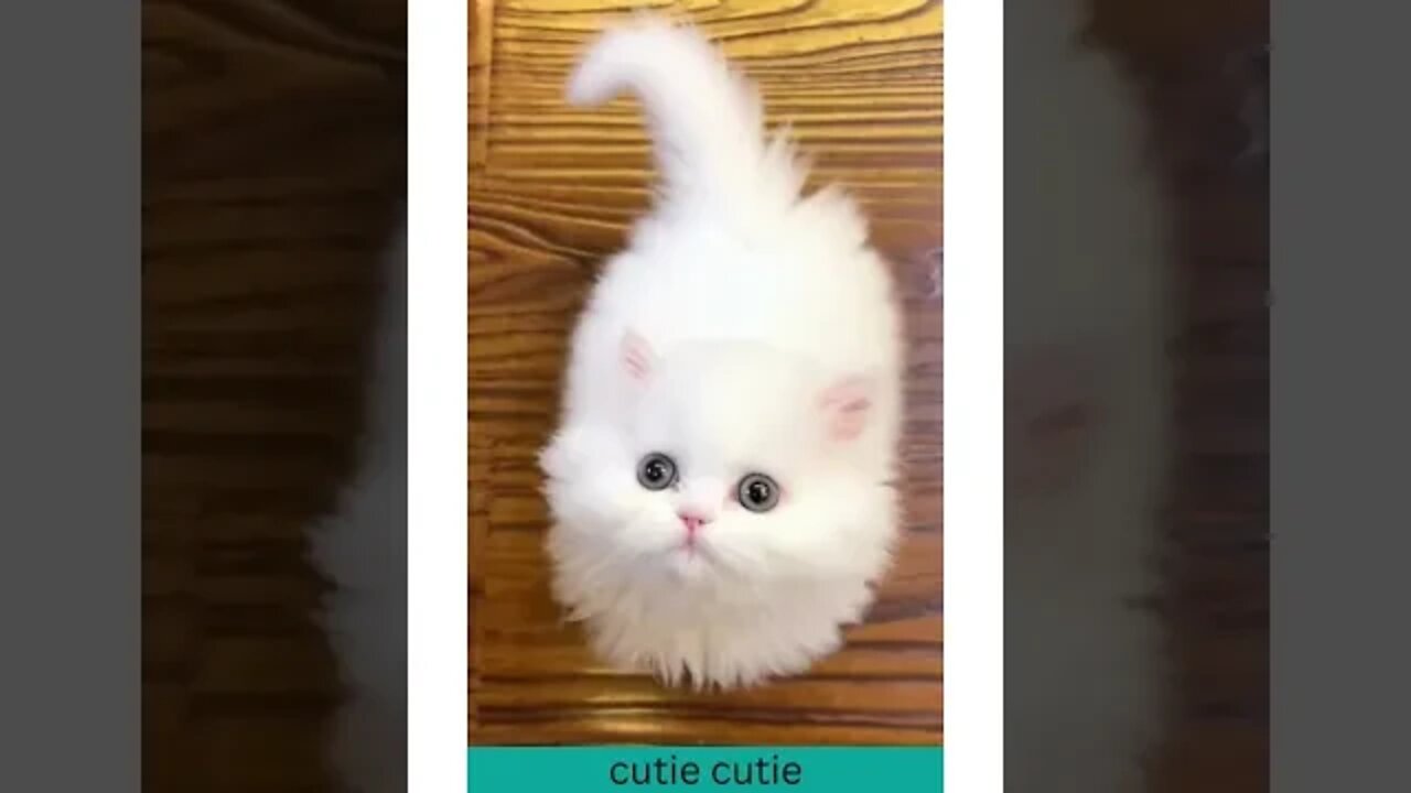 # shorts cutie cutie cat