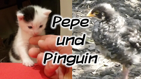 Pepe und Pinguin