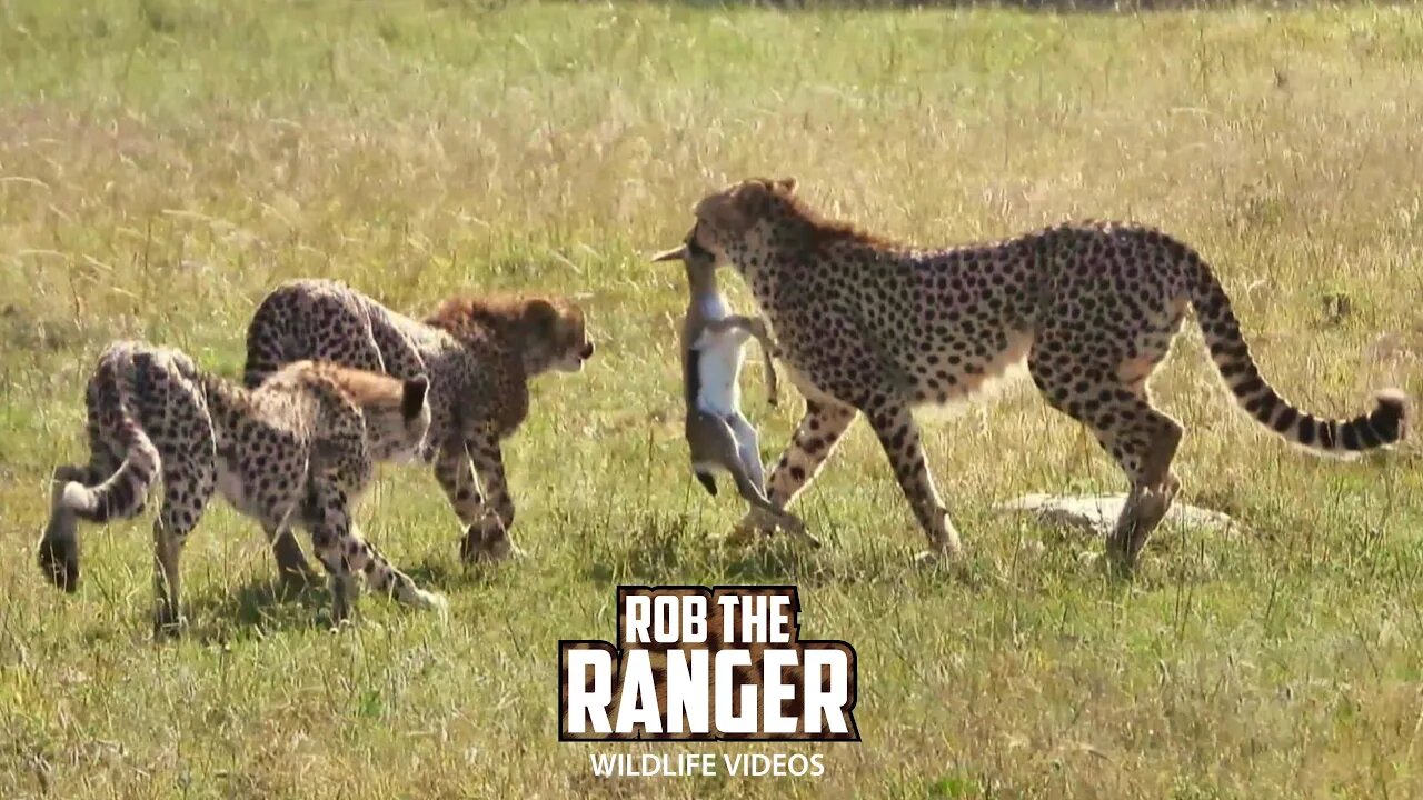 Cheetah Catches A Gazelle For Her Cubs | Maasai Mara Safari | Zebra Plains