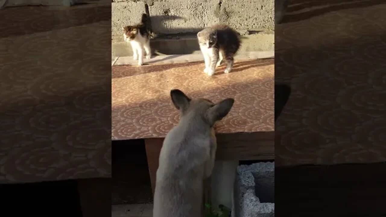2 Котенка напугал двух щенков