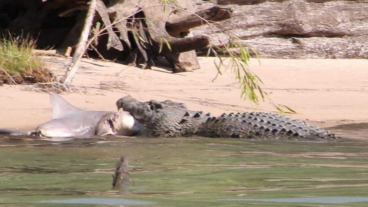 The battle inside the river shark against the crocodile and the end were sad animals ???