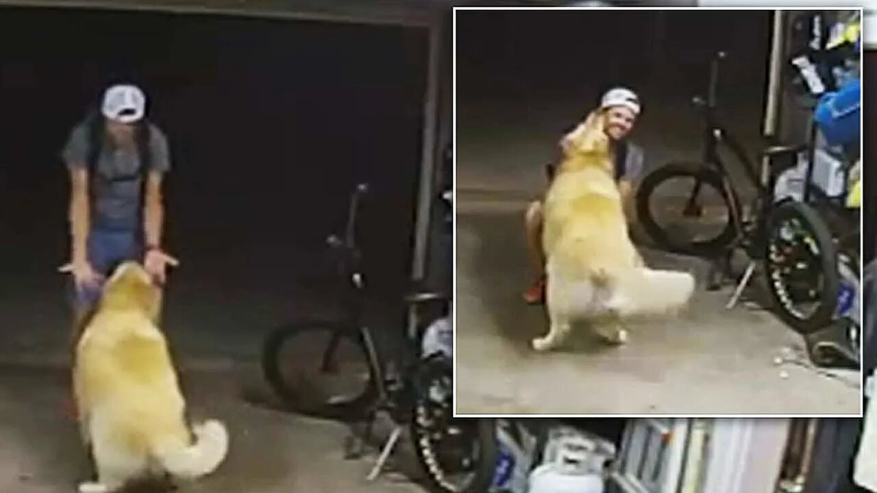 Bike thief stops to play with dog