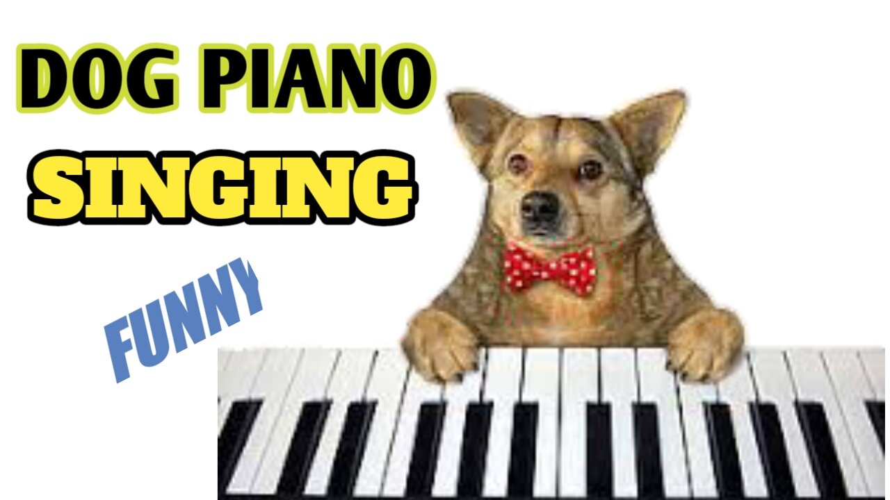 Dog piano singing funny Moments_fundog