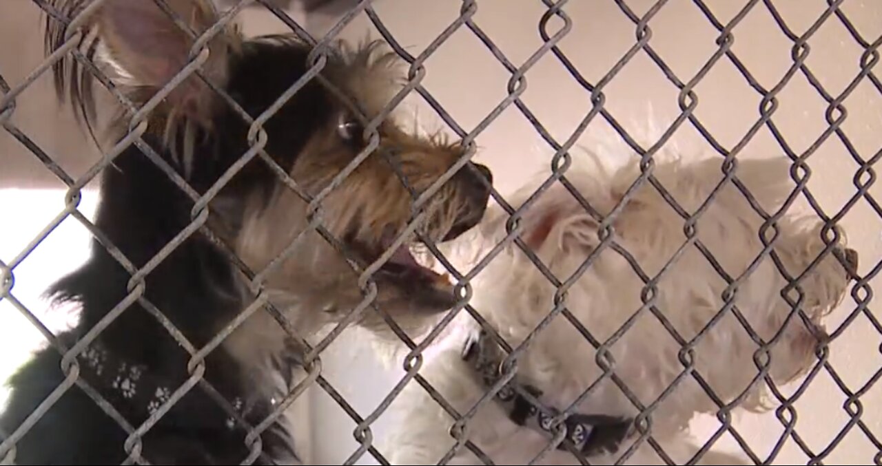 EXCLUSIVE: First look inside troubled Nevada SPCA kennels