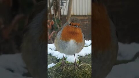 Hi Robin #yorkshire #robinredbrest #bird