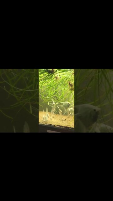 #platinum #PearlScale #angels #AquaMalik #FishEZ #Fish #aquarium #angelfish #fishtank #longfin