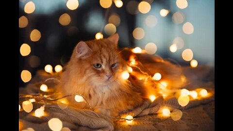 Funny and cute cats playing with light spot