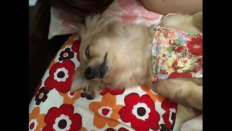 RUN FREE SAKURA🐕🌈❤