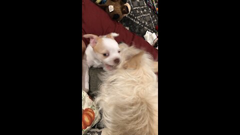 Pyper N Pablo