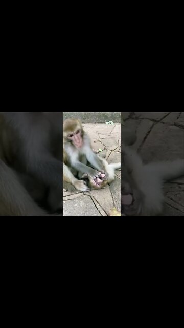 Root canal treatment 🤣#Shorts #ytshorts #UbertainmentFun #Dogs #Animals #Fun