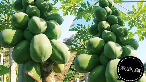 😱1 Small Tree but Hugh Papaya Production .☘️Bangladeshi Agriculture