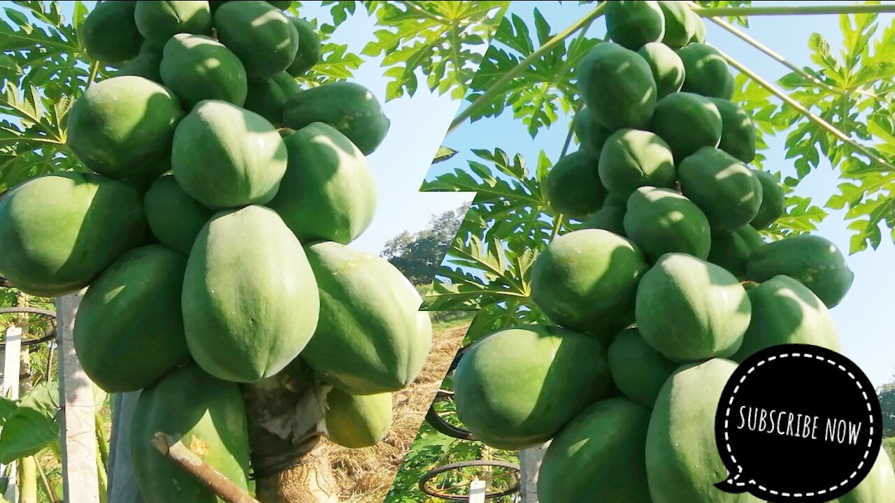 😱1 Small Tree but Hugh Papaya Production .☘️Bangladeshi Agriculture