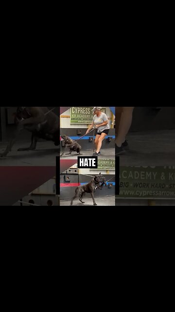 TRIGGER WARNING Lets STOP Animal Cruelty #canecorso #shorts #dog