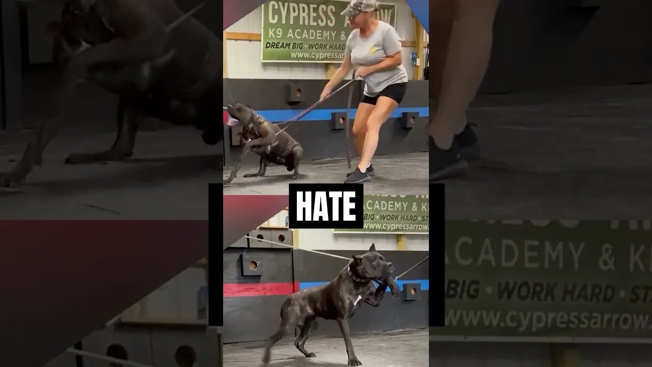 TRIGGER WARNING Lets STOP Animal Cruelty #canecorso #shorts #dog