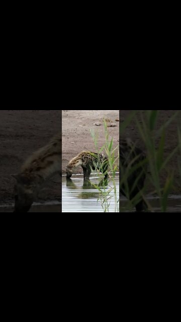 Hyena Sounds #Shorts 😂