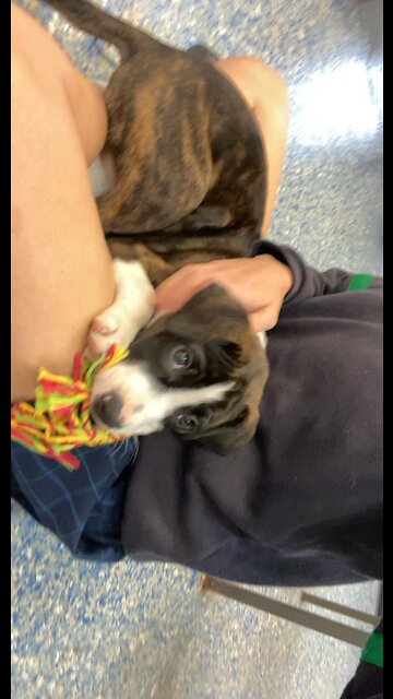 School puppy favourites me!