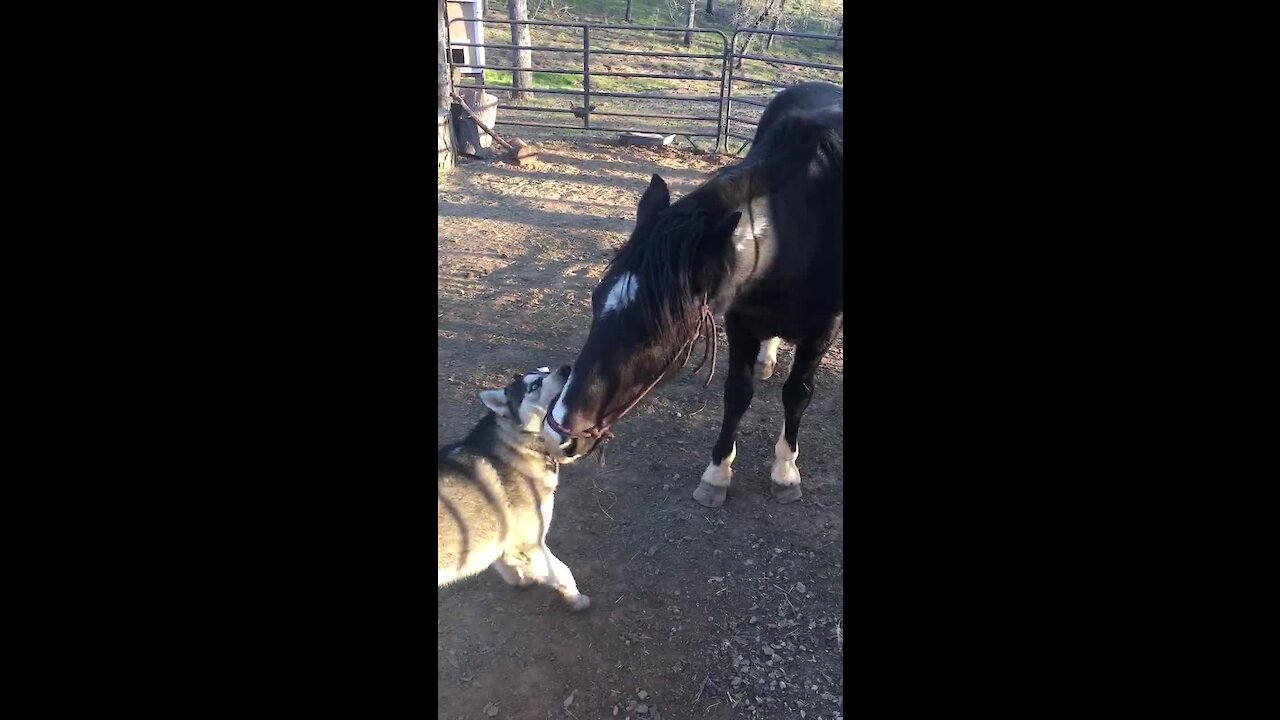 This Crazy Husky And His Horse Friend Can't Stop Kissing Each Other