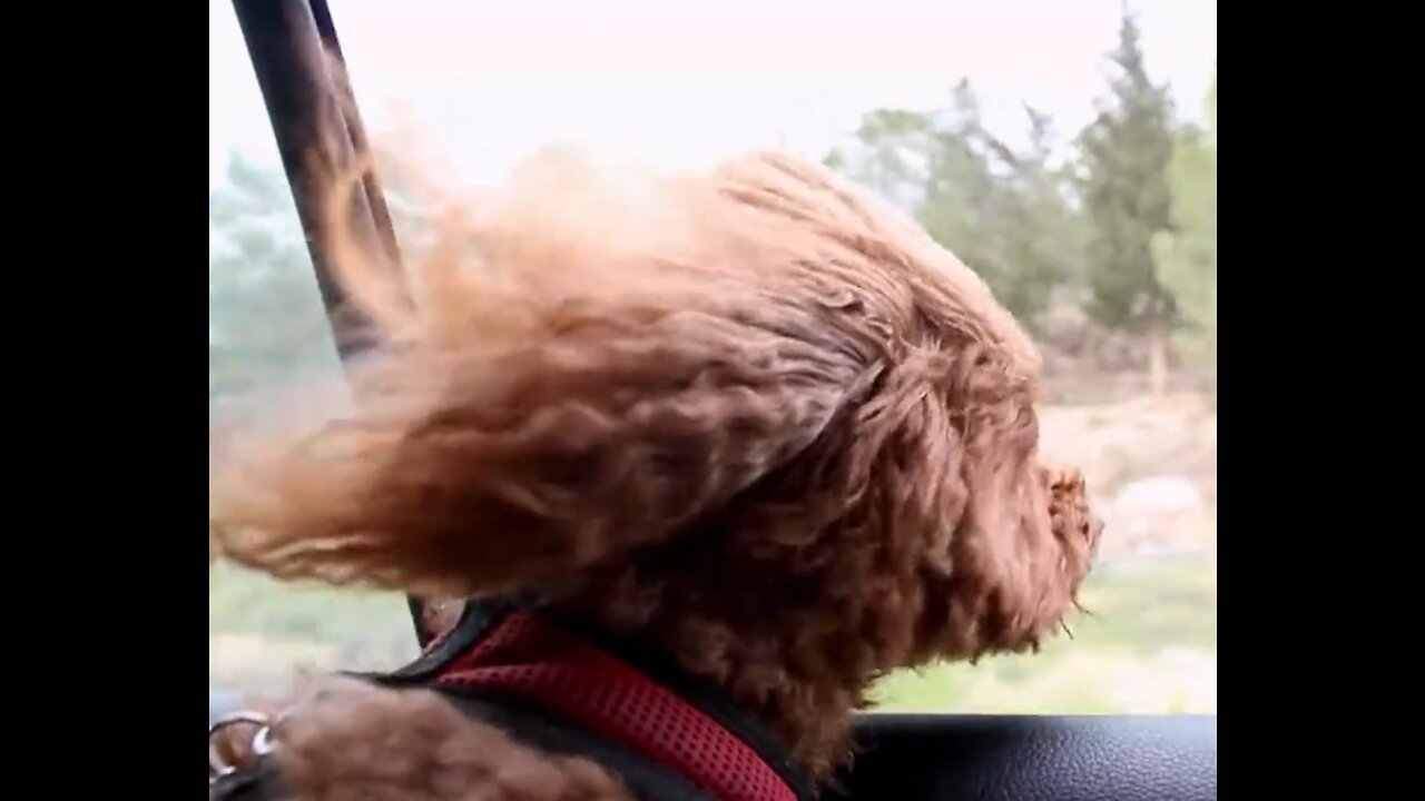 THE PUPPY GOES ON A CAR RIDE WITH ITS OWNER