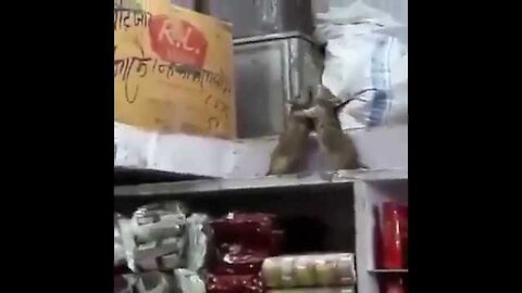 WWE RATS FIGHT | YOU MUST SEE FUNNY VIDEO