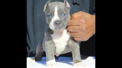 Beautiful Pitbull Puppies 2021