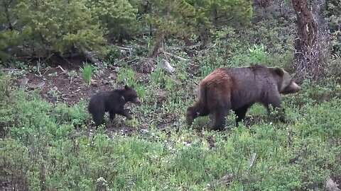 Mamma Grizzly and Newborn