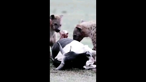 Oh my God. The poor cow was attacked by a wolf