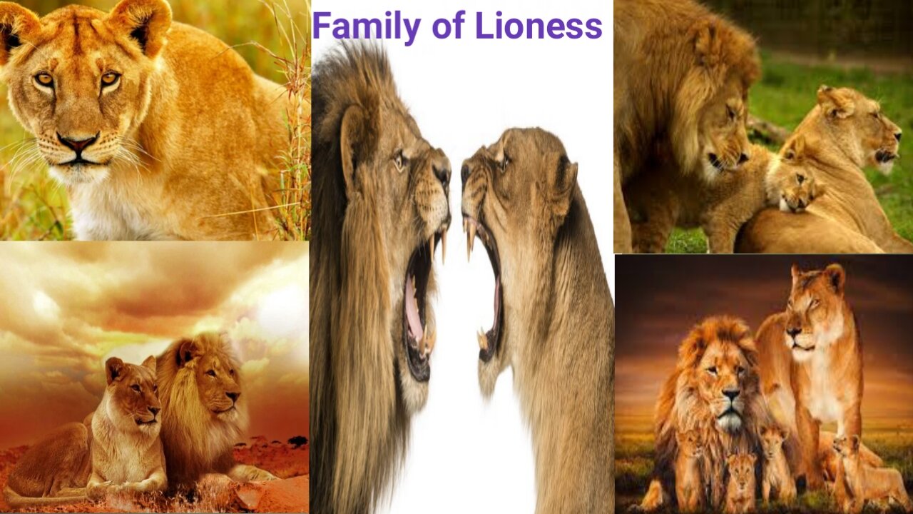 Queen of Lion living in jungle with baby and King. Happy king family