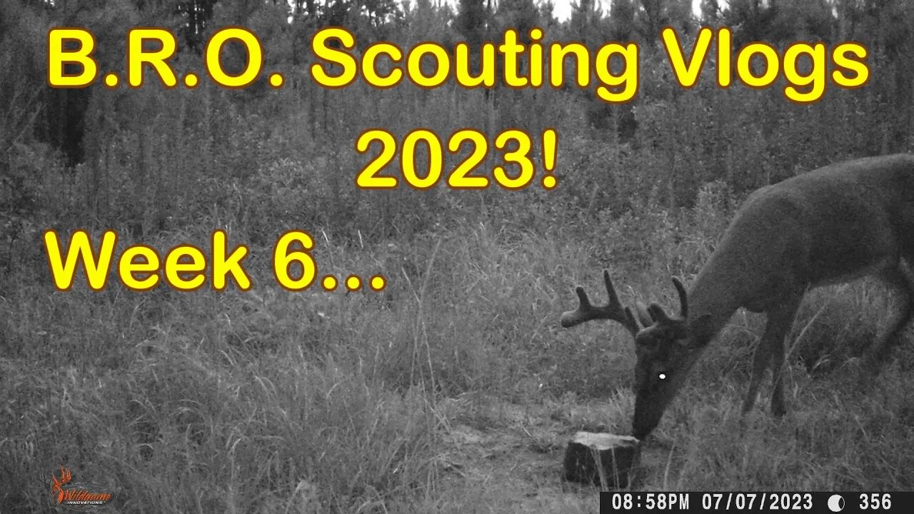 B.R.O. Scouting vlogs 2023! Week 6... It's Still HOT!